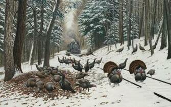 Wild Turkey Tracks High Quality And Resolution