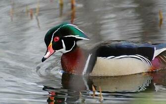 Waterfowl Wallpaper
