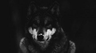 Cool Black Wolf Wallpaper On