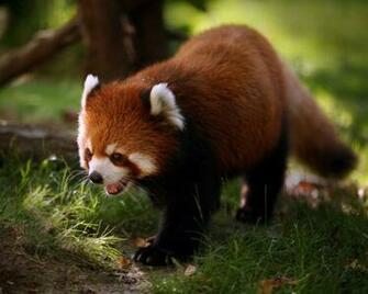 Red Panda Wallpaper Pictures HD