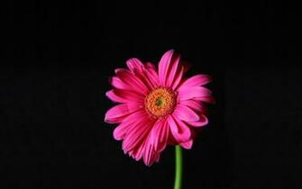 Hot Pink Gerber Daisy Wallpaper