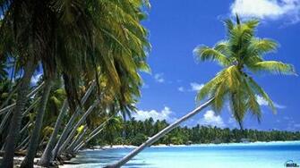 Wallpaper Leaning Palm Tree Tahiti X Widescreen