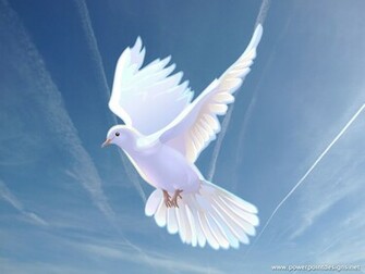 Dove Doves Wallpaper