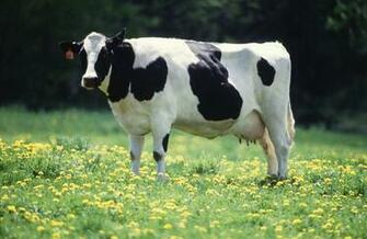 Cow Wallpaper Image Photos Pictures Background