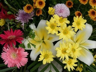 Beautiful Seen Computer Wallpaper Flower
