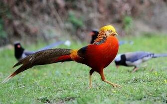 Golden Pheasant Computer Wallpaper Desktop Background