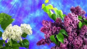 Two Kinds Of Lilacs Wallpaper And Image Pictures
