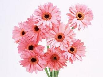 Flowers For Flower Lovers Beautiful Wallpaper