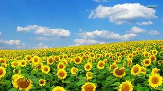 Field Wallpaper Sunflower Wallpapernews HD
