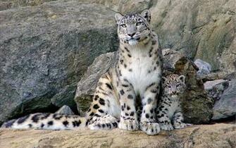 Snow Leopard Wallpaper Wallpapercraft
