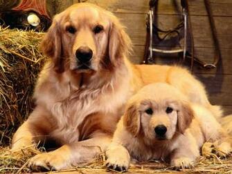 Golden Retriever Computer Wallpaper Desktop Background