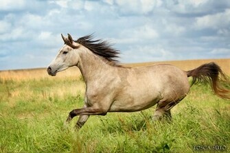 Arabian Horses Wallpaper