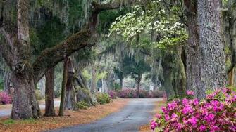 In Savannah Georgia Wallpaper Beautiful Park