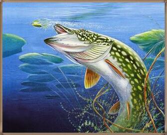 Trout And Bull Here Also I Have HD Wallpaper For You