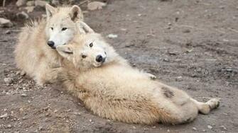 Wolf Cubs Widescreen Wallpaper