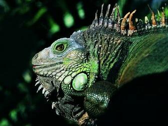 Lizard Wallpaper Pictures
