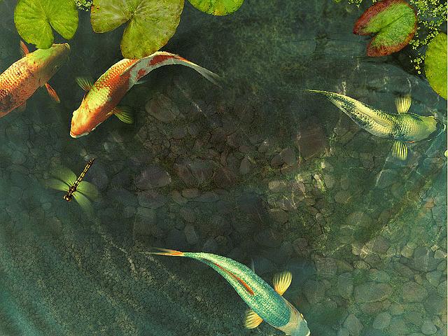Bergerak Gambar Animasi Ikan Koi Lucu