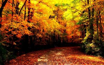 Autumn Wallpaper
