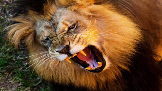 Singa Lion Angry Roar Wallpaper