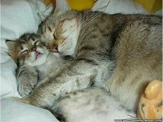 Funny Cats Hug Wallpaper Jpg