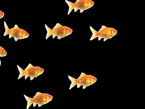 Fish Gif Sticker Find Share On Giphy