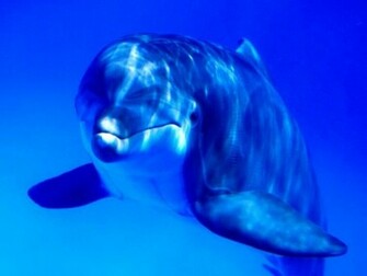 Wallpaper Pc Computer Dolphin