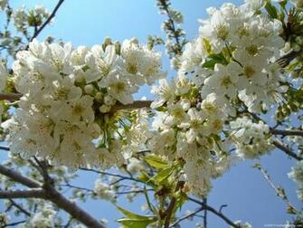 Spring Flowers Pictures Wallpaper