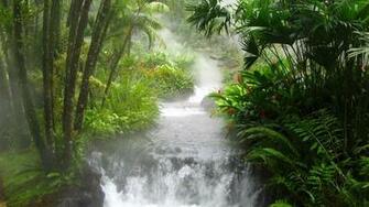 Warm Forest River Wallpaper