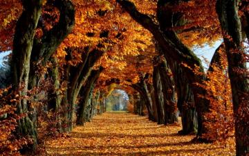 Autumn Wallpaper HD Widescreen