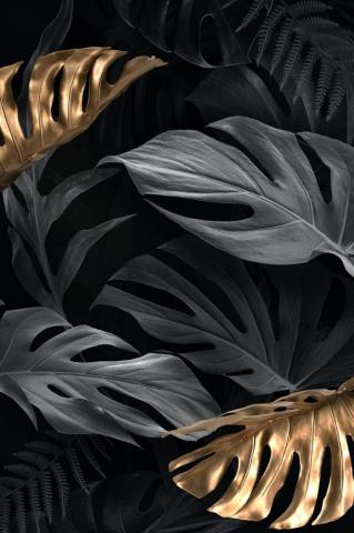 Gold And Black Monstera Deliciosa Leaves Premium Image By