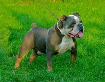 Olde English Bulldog Blue Tri Carries Weeks Old Wisbech