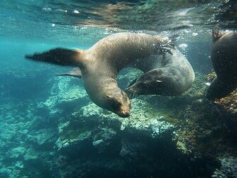 Sea Lion Swimming Deep Inside Wallpaper