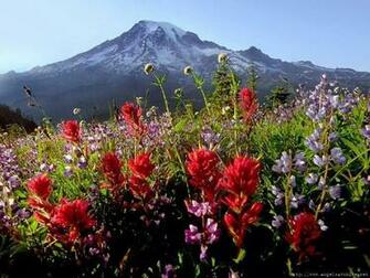 Wildflower Mountains Wallpaper