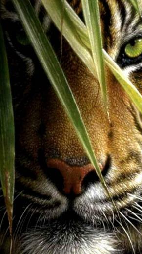 Super Beautiful White Tiger iPhone Wallpaper