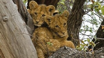 Wallpaper Cub Lion HD