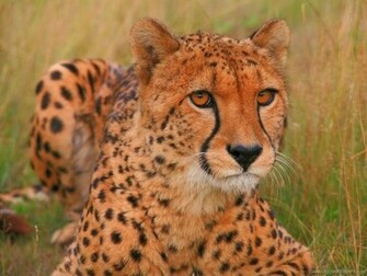 Cheetah HD Wallpaper Pictures Image Background Photos