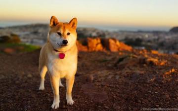 Shibe On Beach Doge Wallpaper Desktop Background