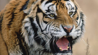 Tiger Roaring 4k HD Wallpaper Image Photos