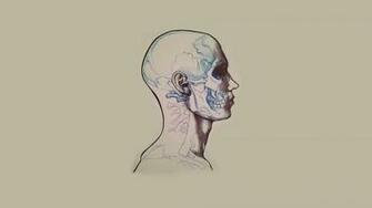 Anatomy Drawing Desktop Pc And Mac Wallpaper