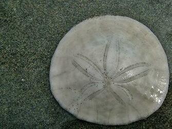 Sand Dollars HD Wallpaper