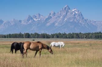 Photo Horses In A Meadow Grand Teton Background