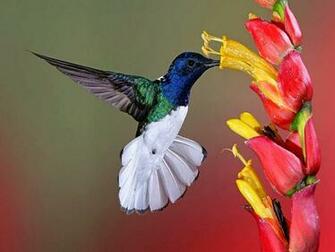 Flowers For Flower Lovers And Birds Beautiful Wallpaper