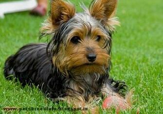 Australian Yorkshire Terrier Dog HD Wallpaper All