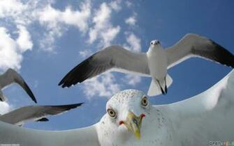 White Seagulls On Blue Sky Wallpaper Open Walls