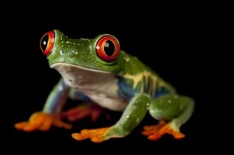 Animals Frogs Redeyed Tree Frog Wallpaper