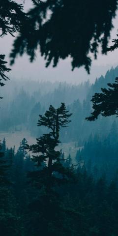 Wallpaper