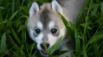 Baby Wolf Wallpaper On