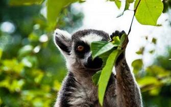 Lemur Wallpaper