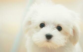 Lovely White Dog Wallpaper