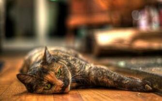 High Definition Cat Shorthair European Background Windows Widescreen